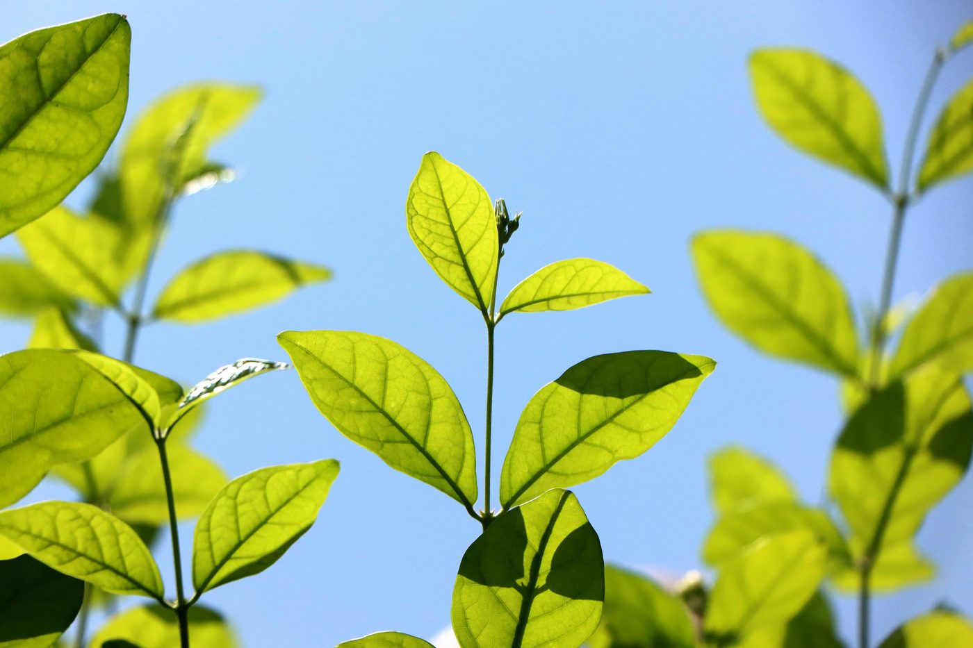 Energy &amp; Sustainability Services, Orion Venture on site